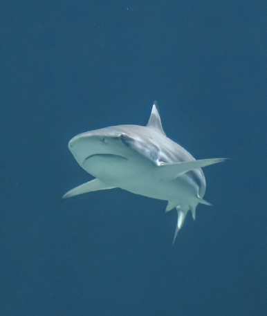 small shark swimming in the dark blue water